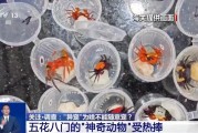 丽江@铲屎官们 养“异宠”或危害国家安全 这些行为违法了