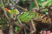 丽江云南南滚河保护区首次发现红唇棘蜥