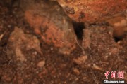 丽江江西发现蜘蛛新物种 为研究呵叻蛛属适应区域提供依据