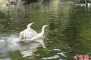 丽江吉林：罕见白鸬鹚连续两年“故地重游”