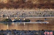 丽江歙县完成安徽首个县域生物多样性调查 共记录物种近4千种