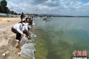 丽江云南江川举行增殖放流活动 逾54万尾鱼游入星云湖